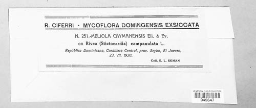 Meliola caymanensis image